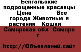Бенгальские подрощенные красавцы. › Цена ­ 20 000 - Все города Животные и растения » Кошки   . Самарская обл.,Самара г.